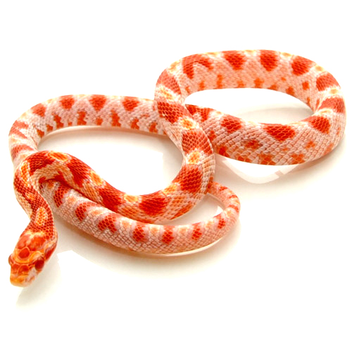 albino-corn