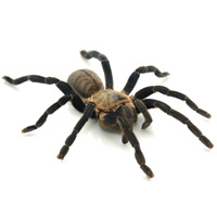 Reptile Industries - Small Spider